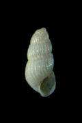 Chrysallida&nbsp;palazzii
